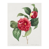 Pierre-Joseph Redouté – Finest Flowers and Fruits (1833) (Print Only) thumbnail