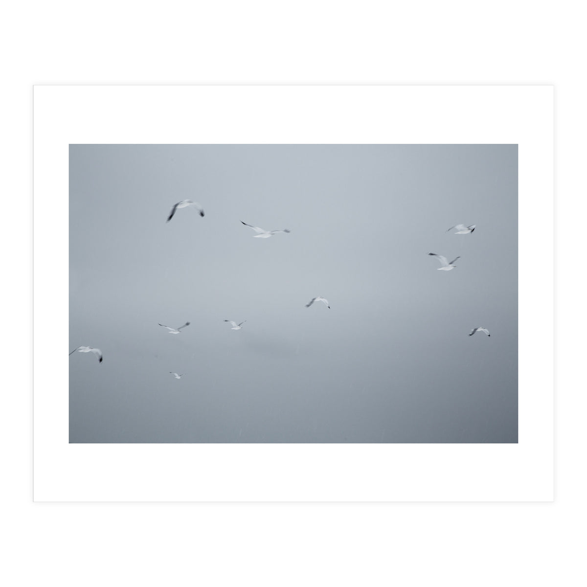 Flying seagulls in the winter sky (Print Only)