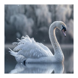 Majestic White Swan Gracefully Floating On Water (Print Only) thumbnail