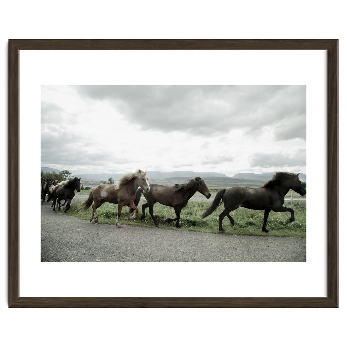 Running horses - Iceland