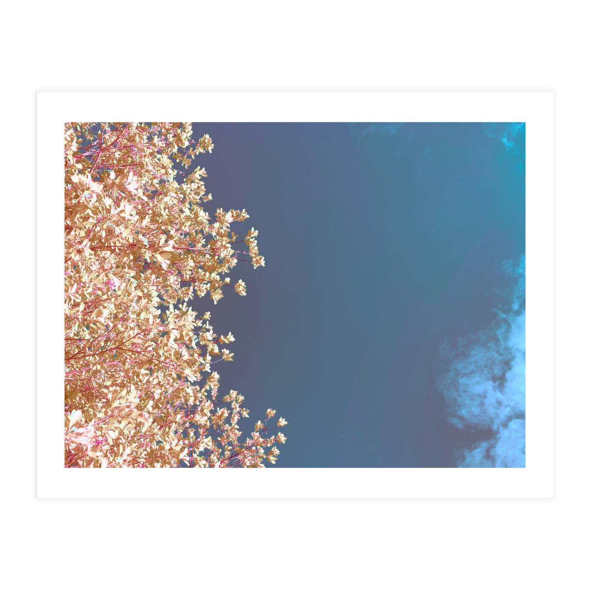 Leaves And Sky (Print Only)