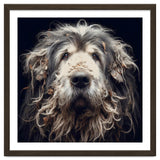 Old Dog 010 thumbnail