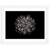 Backyard Flowers In Black And White No 79 thumbnail