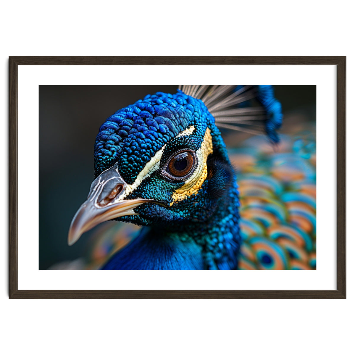 Close Up Of A Peacock Head And Eye