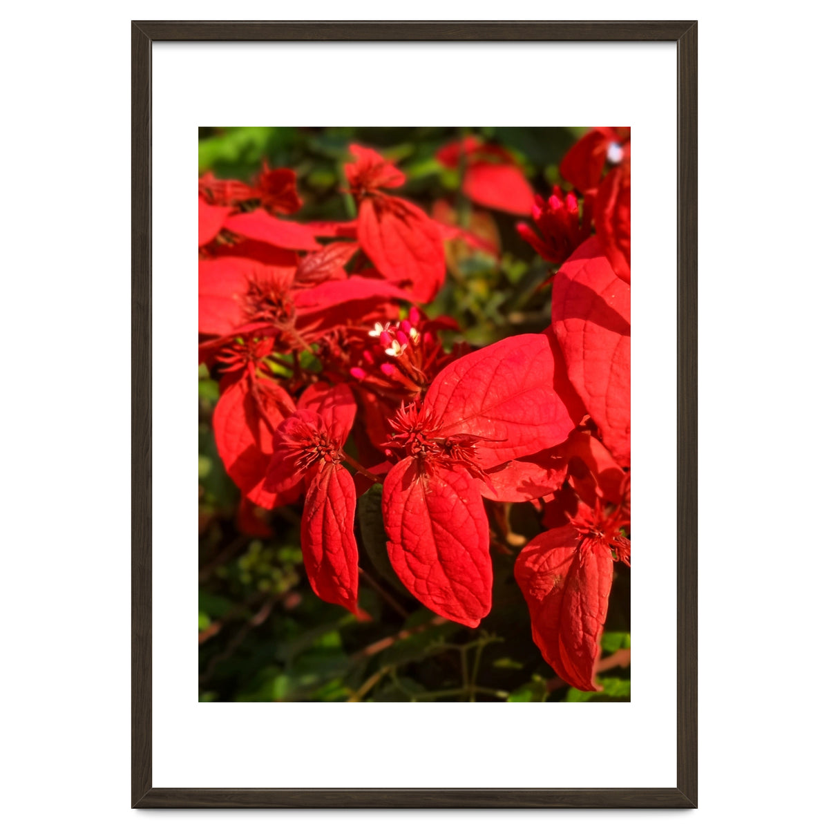 Red Quisqualls Plant Flowers