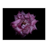 Backyard Flowers No 111 Color Version (Print Only) thumbnail