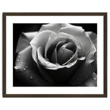 Ethereal Monochromatic Rose Petal Macro thumbnail