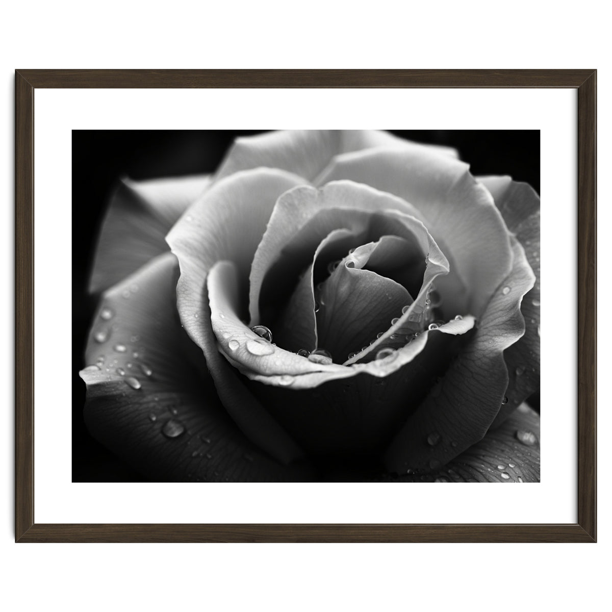Ethereal Monochromatic Rose Petal Macro