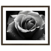 Ethereal Monochromatic Rose Petal Macro
