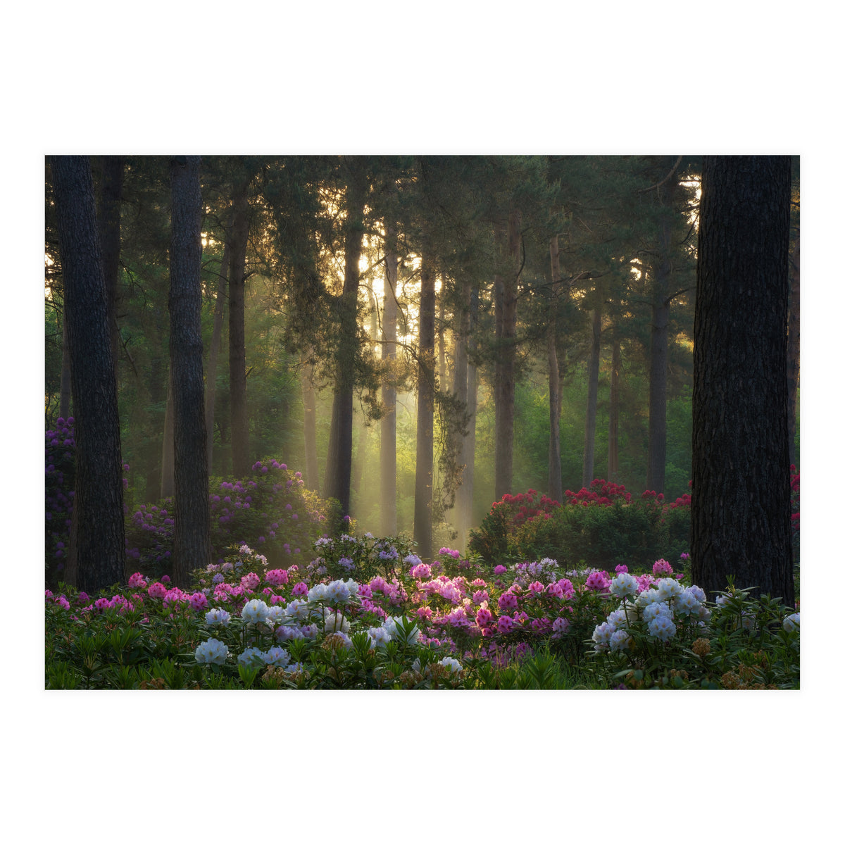 Rhododendron forest (Print Only)