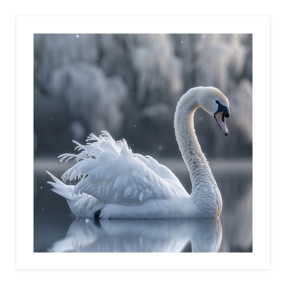 Majestic White Swan Gracefully Floating On Water (Print Only)