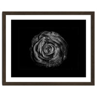 Backyard Flowers In Black And White No 72 with Border