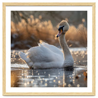 Majestic Swan On Calm Water During Sunset Nature Scene
