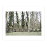 Sole white birch in the trees (Print Only) thumbnail