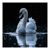 Majestic Swan Swimming In Dark Water (Print Only) thumbnail