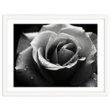 Ethereal Monochromatic Rose Petal Macro thumbnail