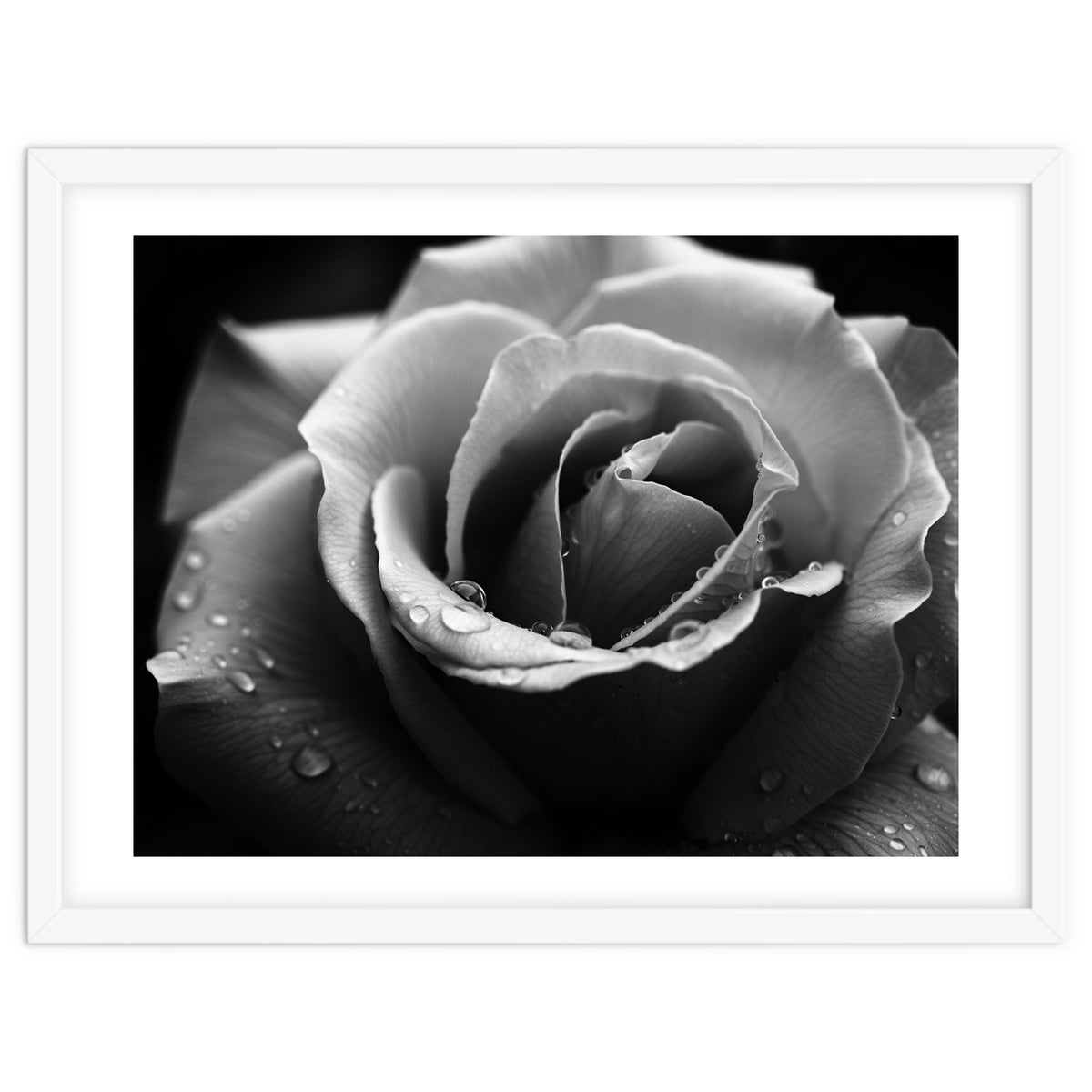 Ethereal Monochromatic Rose Petal Macro