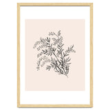 Acacia Botanical illustration thumbnail