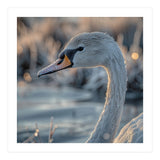 Close Up Of A Swan Covered In Frost (Print Only) thumbnail