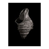Shells No 2 (Print Only) thumbnail