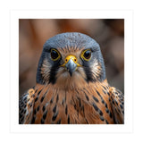 Close Up Kestrel Falcon Bird Portrait Majestic (Print Only) thumbnail