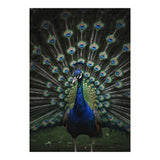 Peacock Portrait Photography (Print Only) thumbnail