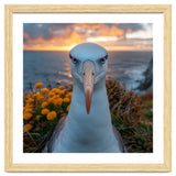 Albatross Bird With Intense Gaze By The Sea thumbnail