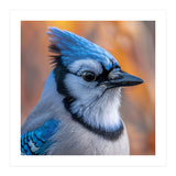Blue Jay Bird Close Up Detailed Portrait (Print Only) thumbnail