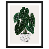 Philodendron Plant thumbnail