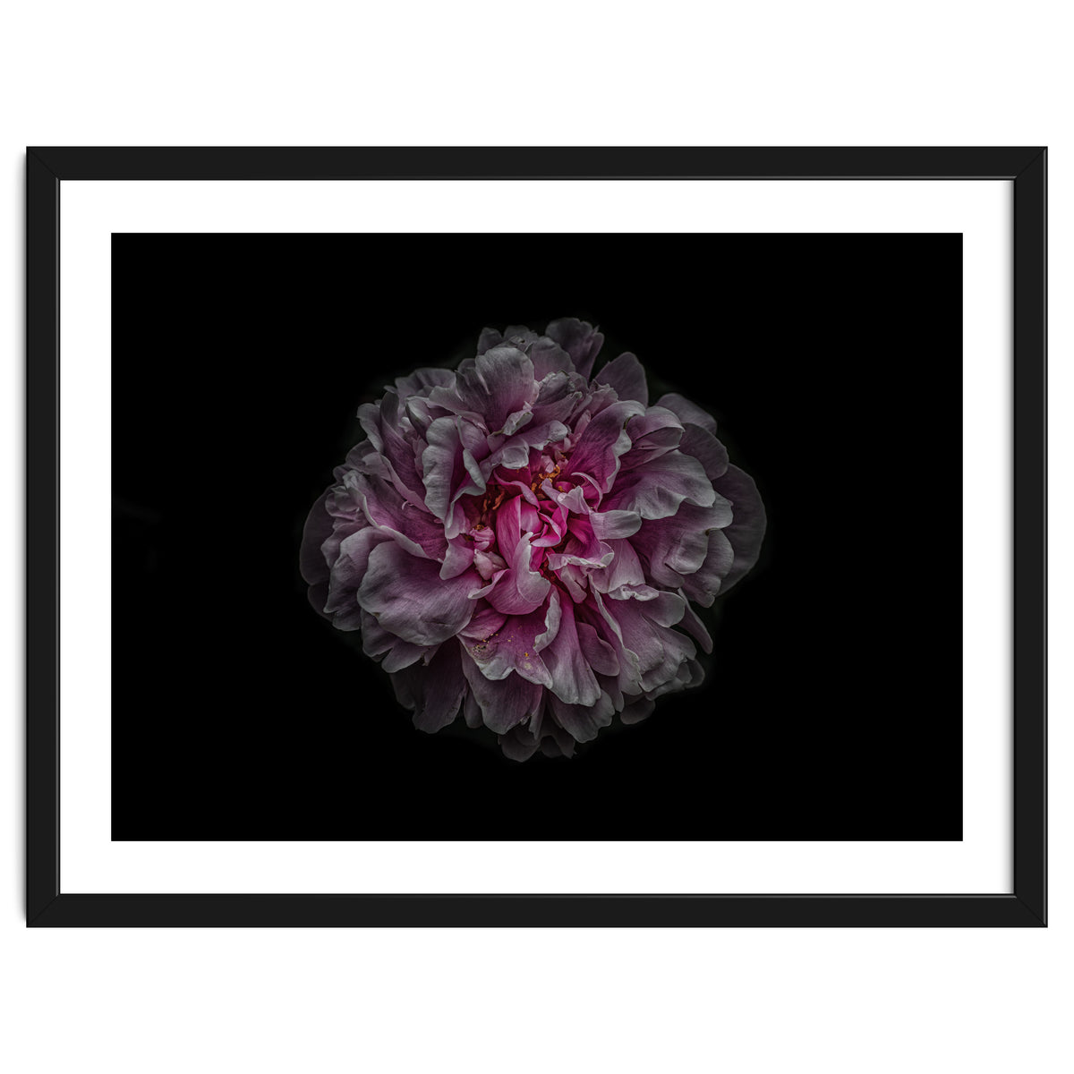 Backyard Flowers No 116 Color Version