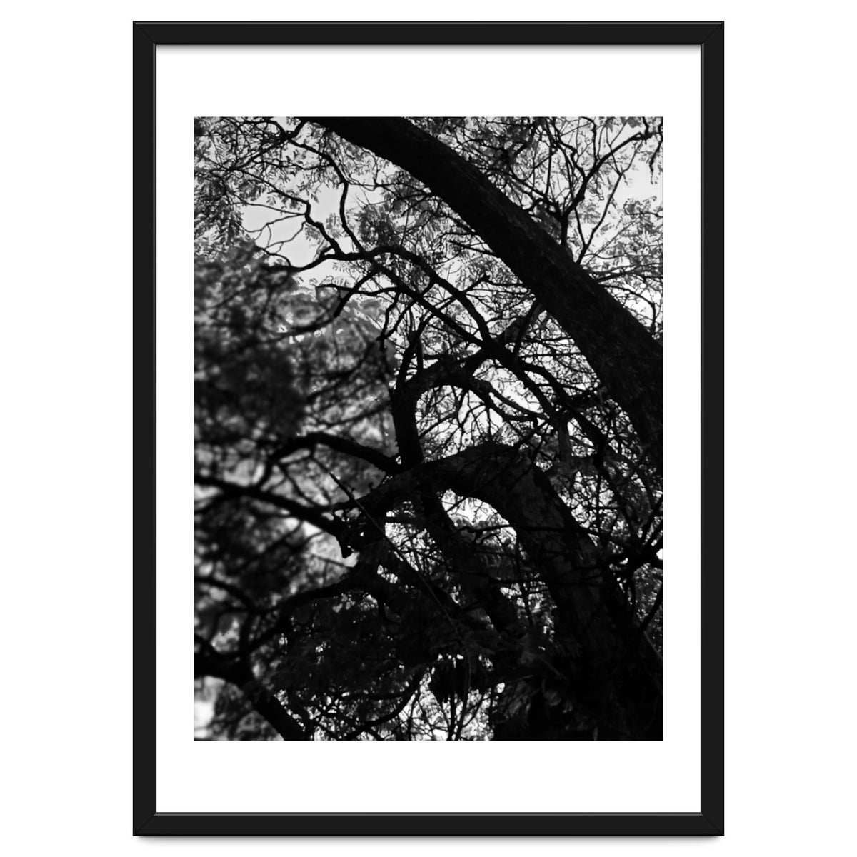 Tree Black Silhouette