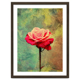 A Vibrant Red Rose thumbnail
