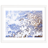 Coral Blooming thumbnail