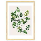 Monstera Obliqua Plant thumbnail