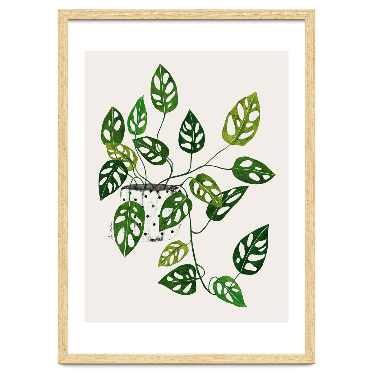 Monstera Obliqua Plant