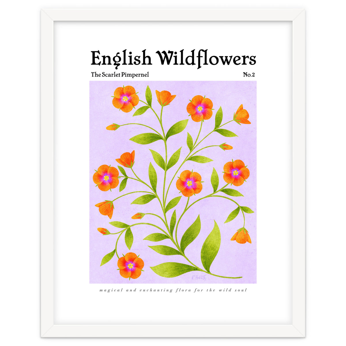 English Wildflowers | Scarlet Pimpernel