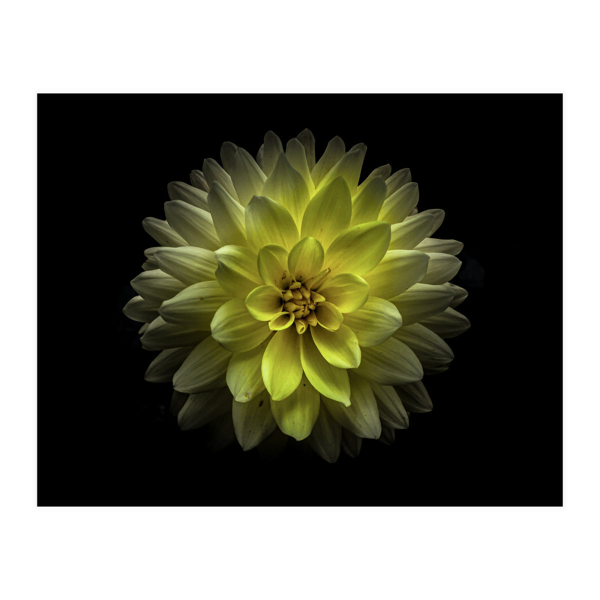 Backyard Flowers No 128 Color Version (Print Only)