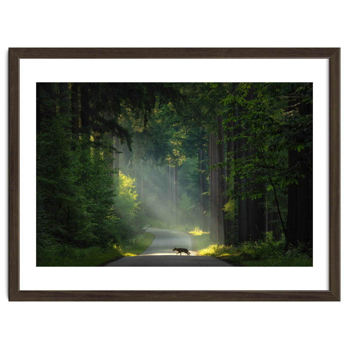 Wolf in the Netherlands