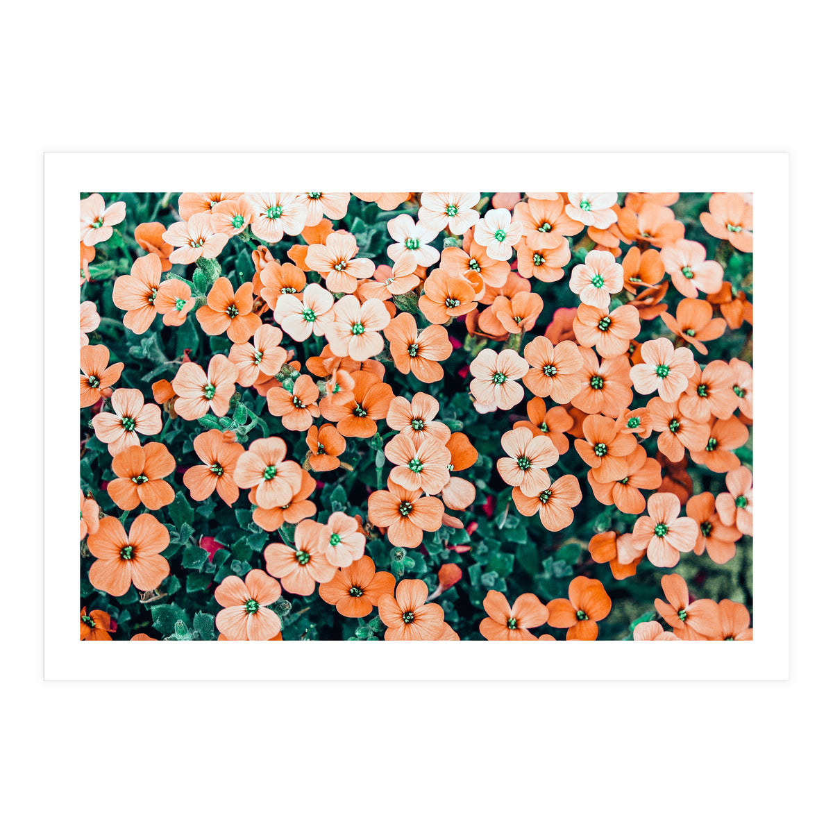 Floral Bliss, Nature Photography Garden Meadow, Blush Orange Coral Summer Flowers Botanical (Print Only)