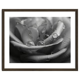 Ethereal Monochromatic Rose Petal Macro thumbnail