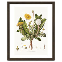 William Curtis – Dandelion (1777–1798)