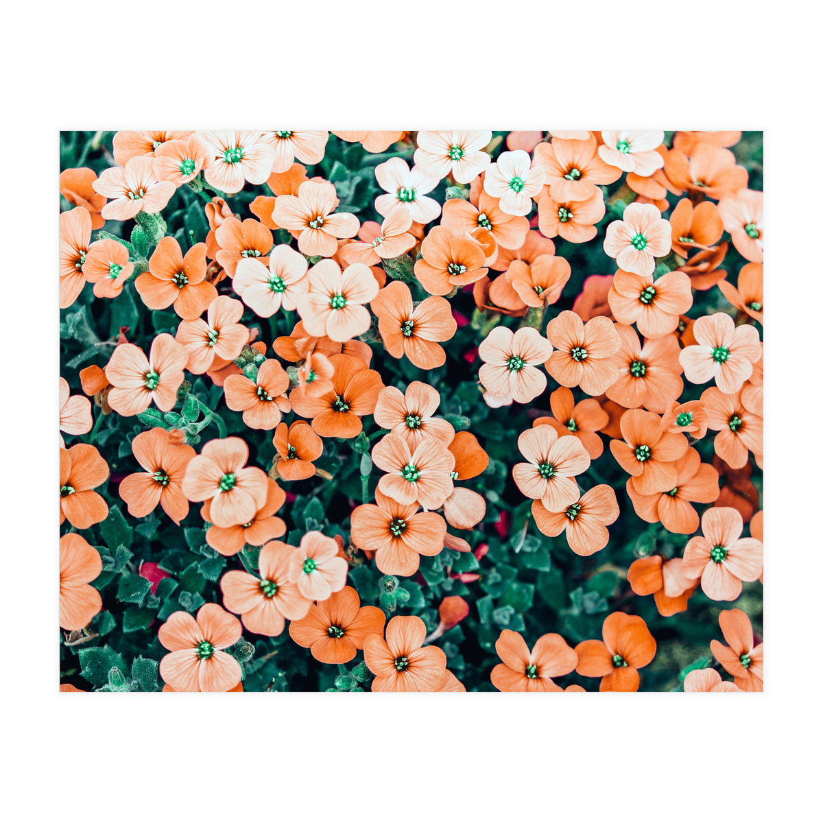 Floral Bliss, Nature Photography Garden Meadow, Blush Orange Coral Summer Flowers Botanical (Print Only)