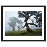 Forest queen thumbnail