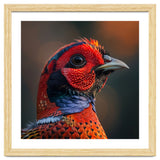 Close Up Pheasant Bird thumbnail