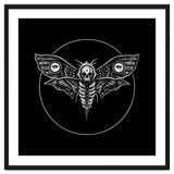 Deaths Head Moth thumbnail