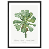 Pierre-Joseph Redouté – Sempervivum Canariense (1799) thumbnail