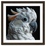 White Cockatoo Parrot With Orange Crest thumbnail