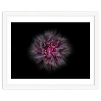 Backyard Flowers No 116 Color Flow Version