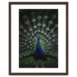 Peacock Portrait Photography thumbnail