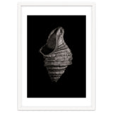 Shells No 2 thumbnail